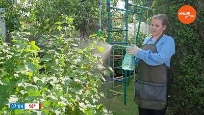 Работы в августе в рубрике «Руки садовода»