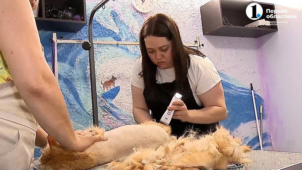 Из-за жаркой погоды в Челябинской области вырос спрос на услуги грумеров