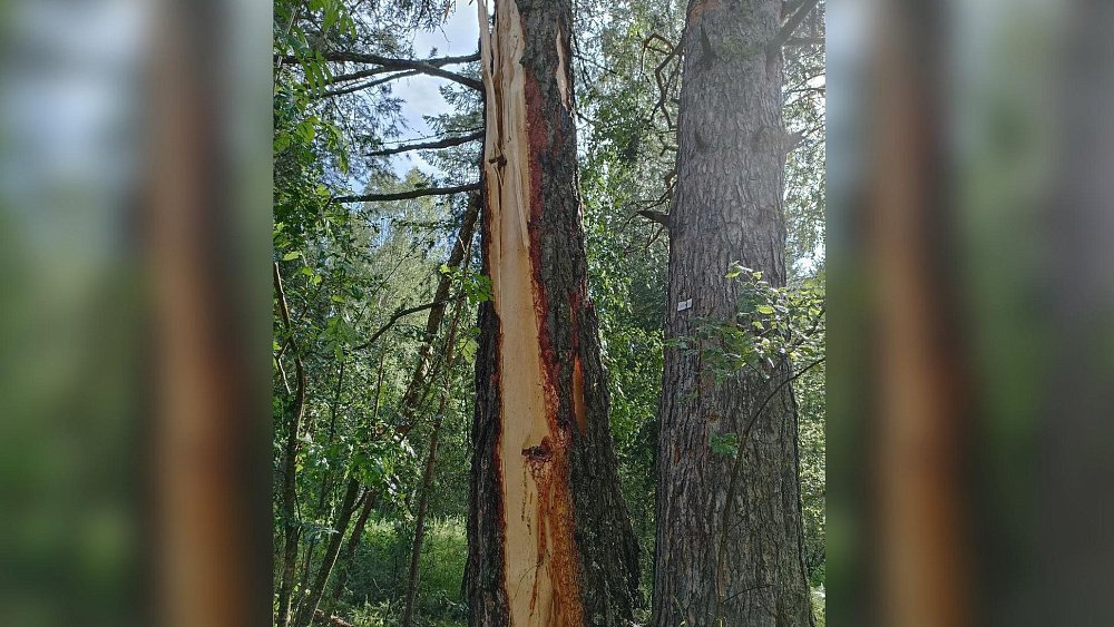 В нацпарке «Зигальга» молния ударила в сосну