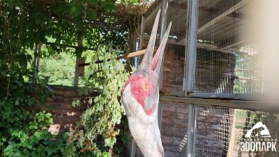 Даурский журавль Жура из Челябинского зоопарка отметила 18-летие