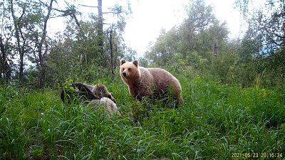 В нацпарке «Зюраткуль» на видео попали медвежата вместе с медведицей 