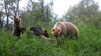 В нацпарке «Зюраткуль» сняли на видео игры медвежат
