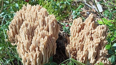 В лесах Зигальги впервые обнаружили редкий гриб