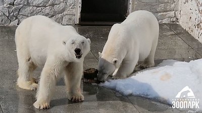Белых медведей в Челябинском зоопарке побаловали мороженым 