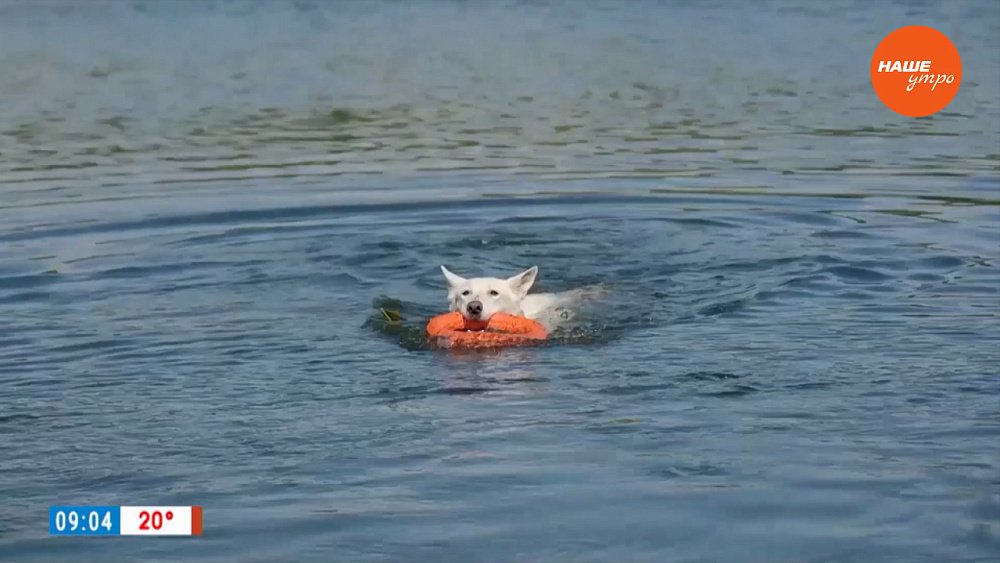 Док-дайвинг в рубрике «Усы, лапы и хвост»