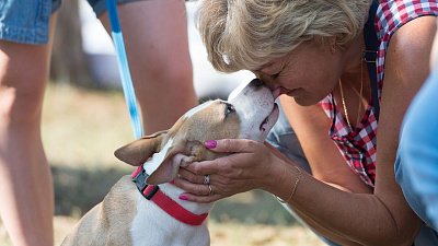 Южноуральцы на треть увеличили траты на животных