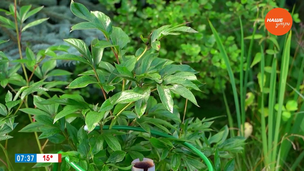 Пионы после цветения в рубрике «Руки садовода»