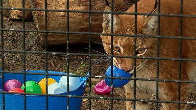 В Челябинском зоопарке отметили День кошек