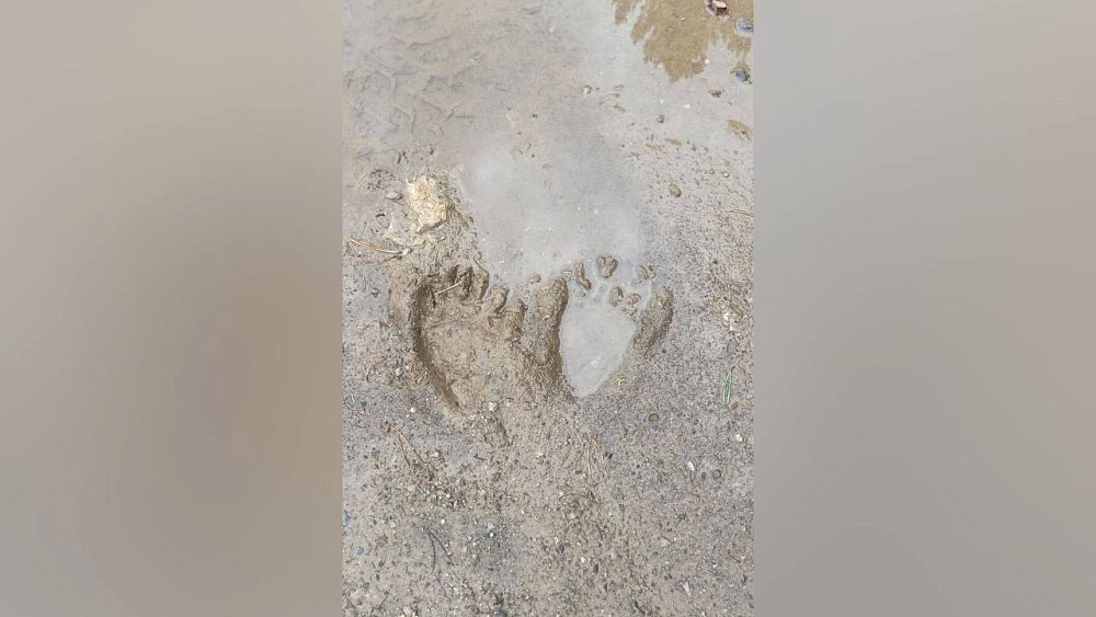 Следы медведя заметили возле туристической тропы на Зигальге