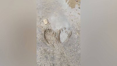 Следы медведя заметили возле туристической тропы на Зигальге