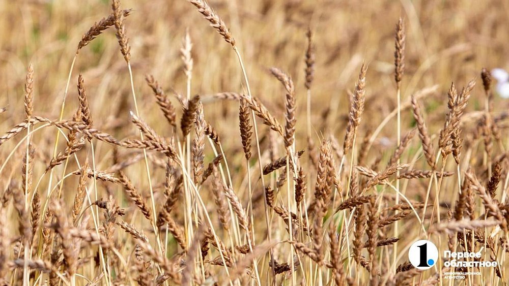 Челябинская область приступила к сбору урожая зерновых, картофеля и овощей