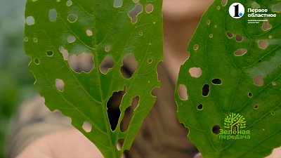 Слизням это не по вкусу!