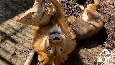 В Челябинском зоопарке отпраздновали Всемирный день львов