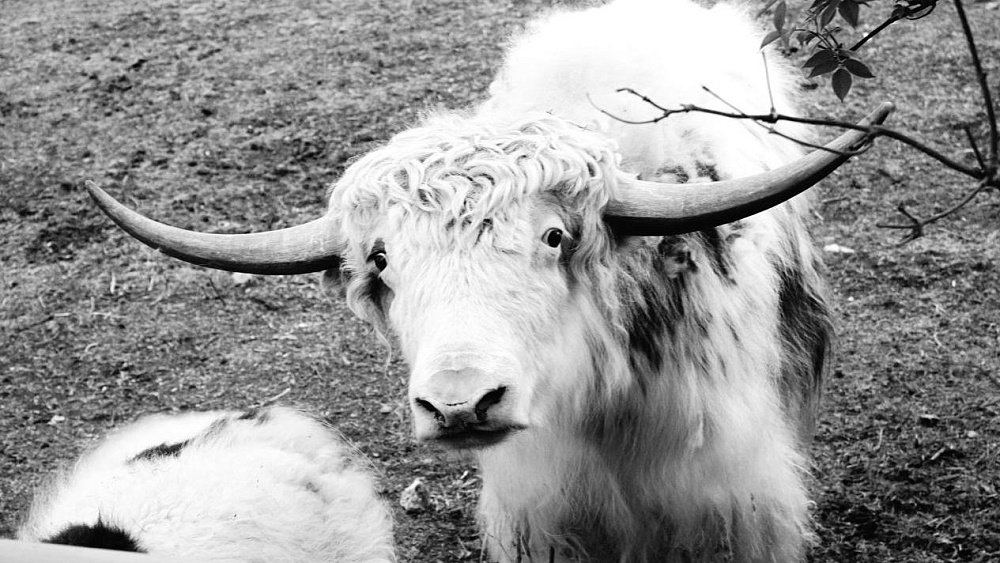 В Челябинском зоопарке скончался як Лаврентий