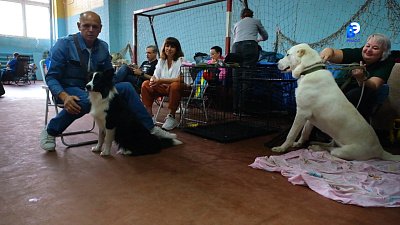 В Миассе состоялась выставка собак