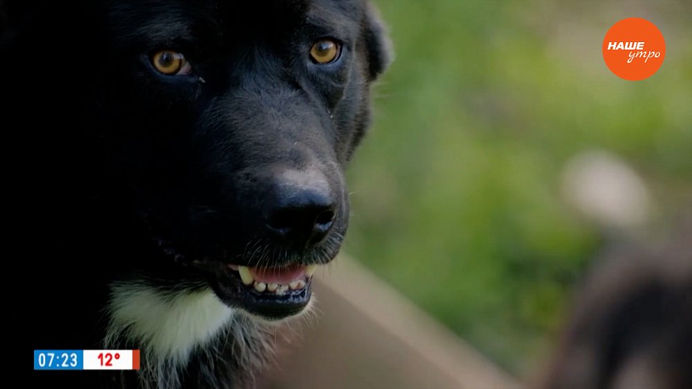 Волкособы в рубрике «Усы, лапы и хвост»