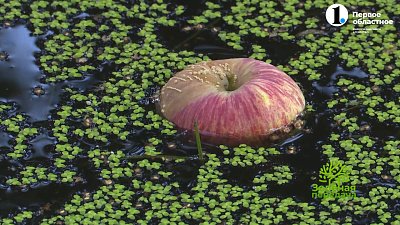 В программе «Зеленая передача» обсудили подтопление садов и возможности спасения урожая