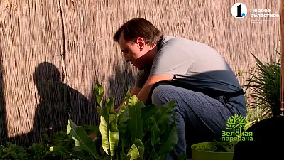 Спасти урожай — можно!