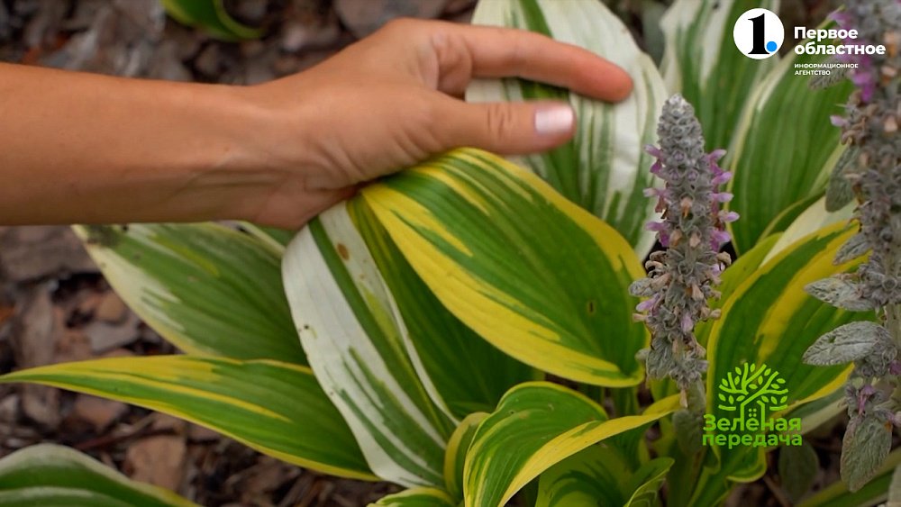 Эффектные и надежные