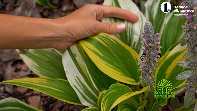 Эффектные и надежные