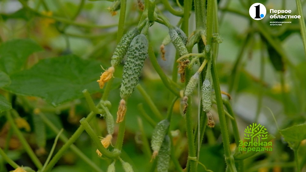 Чем подкормить и обработать огурцы в теплице?