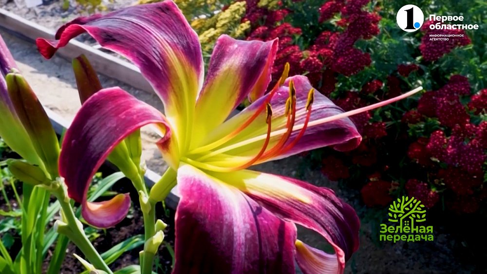 Лилейники: вы будете потрясены их красотой