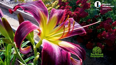 Лилейники: вы будете потрясены их красотой