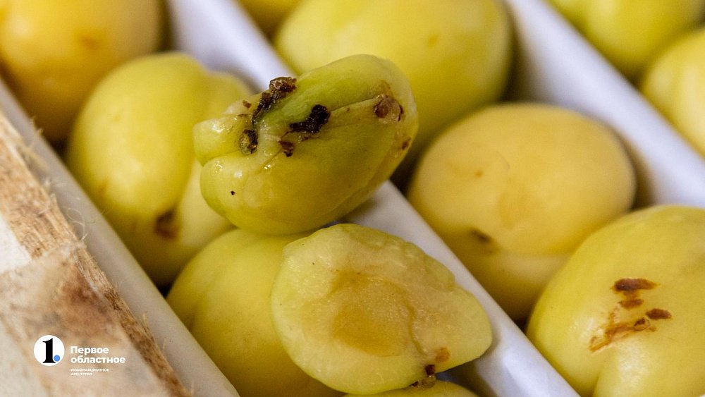 18 тонн зараженных нектаринов и слив привезли на Южный Урал из Узбекистана