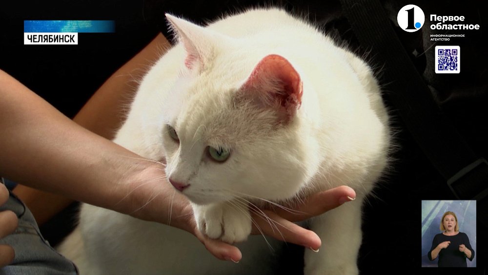 Челябинцы выбрали самого милого домашнего питомца