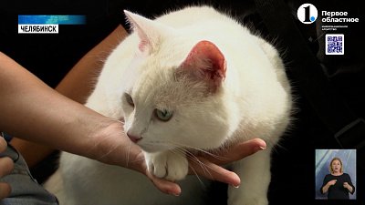 Челябинцы выбрали самого милого домашнего питомца