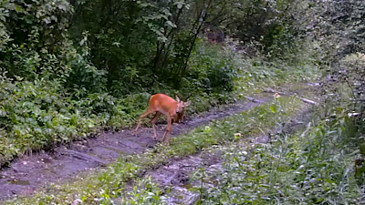 У косуль на Зигальге наступила пора свадеб
