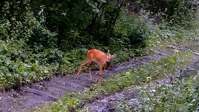 Сменившая окрас косуля попала на видео на Зигальге 