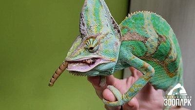 Всемирный день ящериц отметили в Челябинском зоопарке