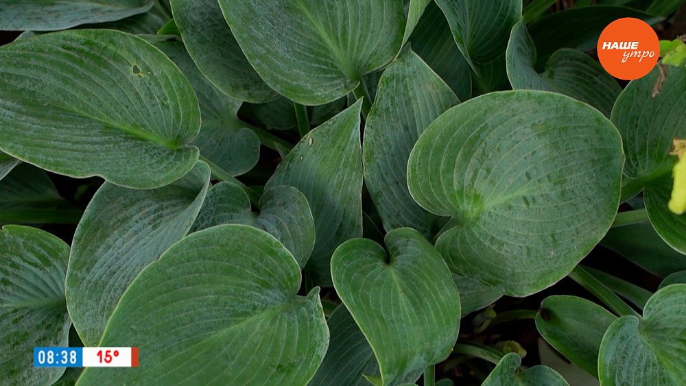 Прекрасные хосты в рубрике «Руки садовода»