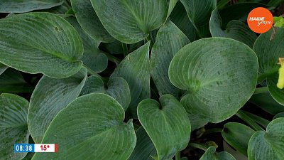 Прекрасные хосты в рубрике «Руки садовода»