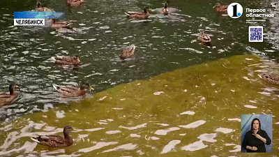 Почему опасно кормить уток?