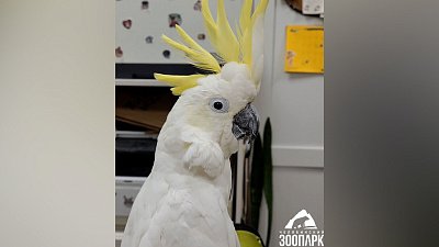 Концерт для попугая Жоры сняли на видео