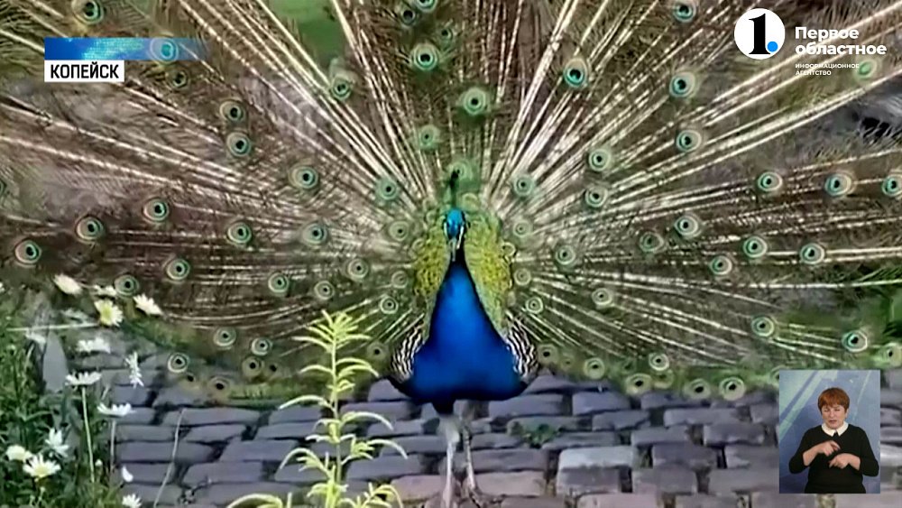 В Копейске женщина превратила свой участок в райский уголок!