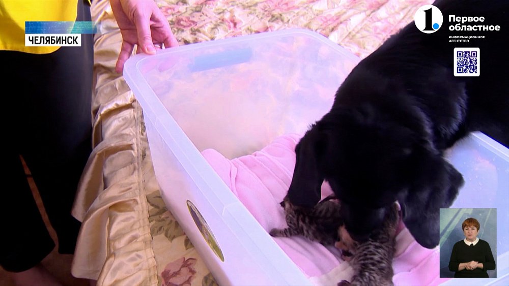 Собака по кличке Макс воспитывает выводок котят