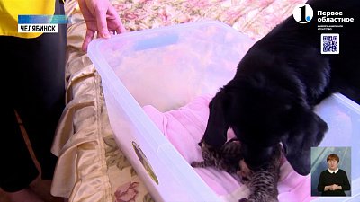 Собака по кличке Макс воспитывает выводок котят