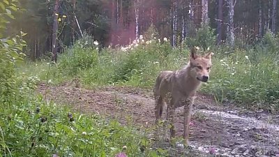 Гуляющий по Аршинскому заказнику волк попал в объектив фотоловушки