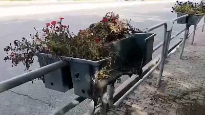 В Челябинске вандалы подожгли кашпо с петуньями 