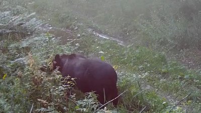В нацпарке «Зигальга» заметили медведя, который готовится к зиме 