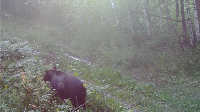 Медведи на Зигальге начали подготовку к зиме