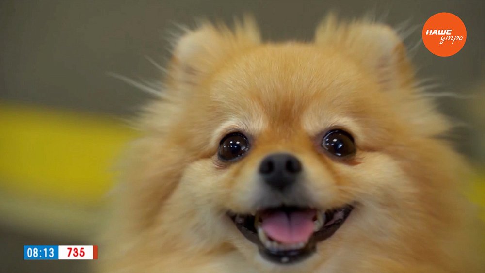 Служебный шпиц в рубрике «Усы, лапы и хвост»