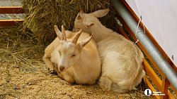 В Челябинске в 30‑й раз проходит агропромышленная выставка‑ярмарка «Агро»