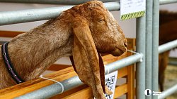 В Челябинске в 30‑й раз проходит агропромышленная выставка‑ярмарка «Агро»