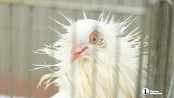 В Челябинске в 30‑й раз проходит агропромышленная выставка‑ярмарка «Агро»