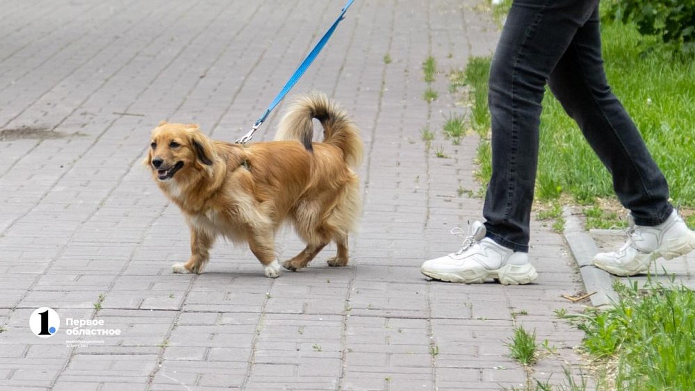 Челябинцы теряют домашних животных, но продолжают гулять с питомцами без поводков