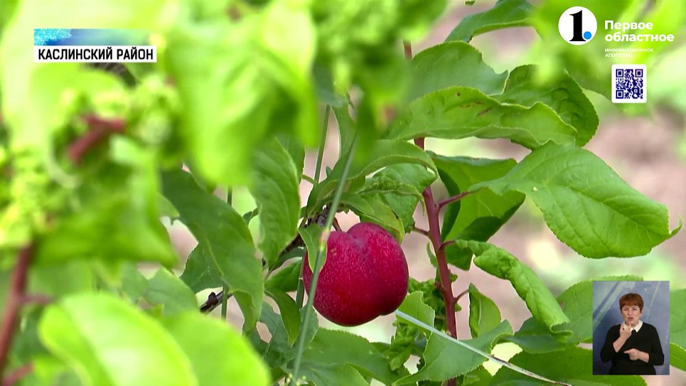 Как южноуральские фрукты и ягоды пережили капризы погоды?